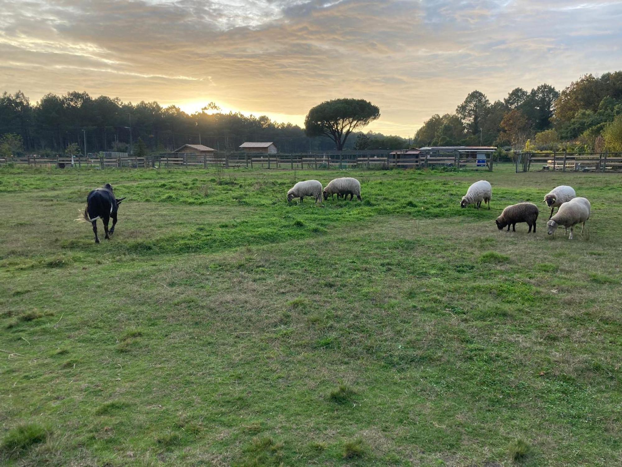 Gite - La Ferme A La Plage Le Porge Dış mekan fotoğraf